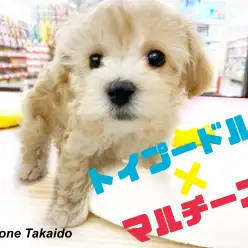 【 MIX・マルプー 】ハーフ犬人気ナンバーワン!初心者でも飼いやすさ抜群!