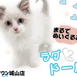 【 ラグドール 】まるでぬいぐるみ！愛くるしく甘えん坊な猫