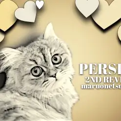 【 ペルシャ 】セカンドレビュー！鶴見店の女王ペルちゃんの1日を御覧あれ！