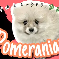 【 ポメラニアン 】爆毛・たぬき顔ポメラニアン!希少なウルフセーブルカラー