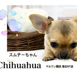 【 チワワ 】4ヶ月のキュートな短足スムチーちゃん