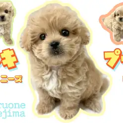 【 MIX 】極短マズル!希少なペキニーズ×トイプードルのペキプー登場!