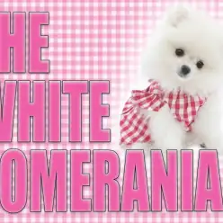 【 ポメラニアン 】爆毛ポメ登場！ホワイトカラーの美しきプリンセス！