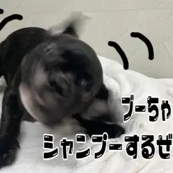 【 4/20フレブルちゃんのお手入れ 】ブーちゃんワクチン前のシャンプーの巻！