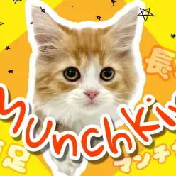 【 マンチカン 】猫界のダックスフント!短足長毛で魅力がいっぱいなマンチカン!