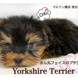 【 ヨークシャーテリア 】生後57日400g！まん丸フェイスのヨーキー君
