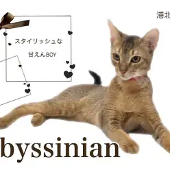 【 アビシニアン 】クールビューティーな外見と超甘えん坊がギャップ萌え！