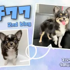 【 チワワ 】生後8ヶ月！小さめチワワくんのセカンドブログ！