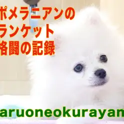 【 5/1今日のポポ日記 】ブランケットと格闘するポメちゃん