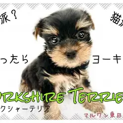 【 ヨークシャーテリア 】ネコっぽいイヌ？魅力たっぷりのヨーキー沼にはまれ！