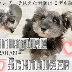 【 ミニチュアシュナウザー 】人気カラーに隠されたモデル級の素顔を特別大公開！