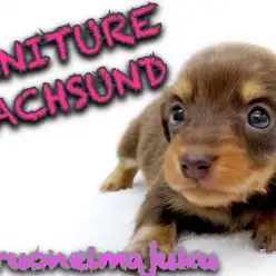 【 ミニチュアダックスフント 】チョコレートカラーのミニマムサイズな短足美少女!