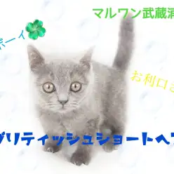 【 ブリティッシュショートヘア 】お顔まんまる！ブリショ100％の男の子！！