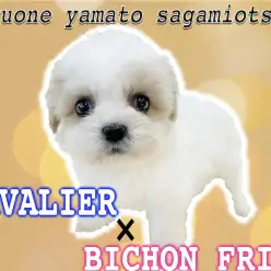 【 MIX 】全国的に大人気！キャバリアとビションフリーゼのハーフ犬キャバション