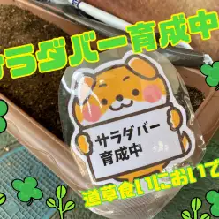 【 5/10サラダバー育成中 】ドッグランにてサラダバー始めました！の巻
