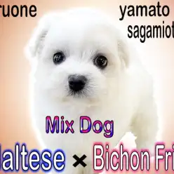 【 MIX 】日本中で大人気！マルチーズとビションフリーゼのミックス犬マルション