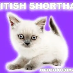 【 ブリティッシュショートヘア 】ワクチン接種の現場に密着！無防備なおっとり女子