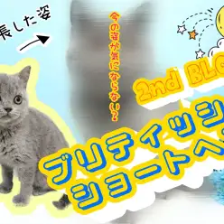 【 ブリティッシュショートヘア 】ムチムチボディで癒し効果アップ!2ndブログ