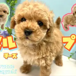 【 MIX 】生後60日で753g！小さめで毛の抜け難いハイブリットマルプー！