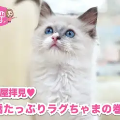 【 5/24 猫部屋の様子 】愛嬌たっぷりラグドールちゃんの巻！