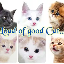 【 子猫をお迎えしたら 】コレでおりこうさんへの道が開けます～お手入れ編～