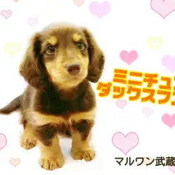 【 ミニチュアダックス 】甘いチョコタンカラー!性格まで甘々な男の子!