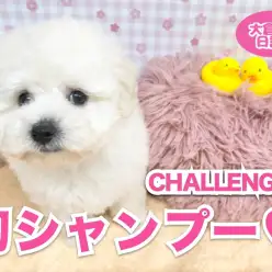 【 5/31お手入れ】トイプードルちゃん初めてのシャンプーにチャレンジの巻