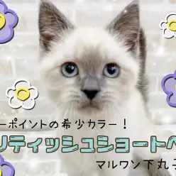 【 ブリティッシュショートヘア 】必見！新登場の希少カラー！抱っこ大好き男の子！