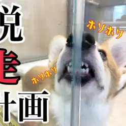 【 5/28脱走計画 】隙間が気になる・・・歯茎剥き出しなこぎたんの巻！