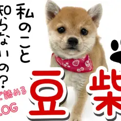 【 豆柴 】5分で読めるシリーズ！赤豆柴犬徹底解説！！