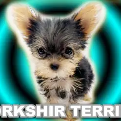 【 ヨークシャーテリア 】生後80日で615g!甘いマスクの手乗りヨーキー!