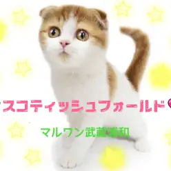 【 スコティッシュフォールド 】垂れ耳がチャームポイント！丸顔にゃんこ！