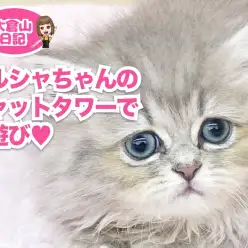 【 5/8どうやって遊ぶ？ 】ペルシャちゃんとキャットタワーの巻！
