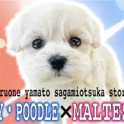 【 MIX 】テディベア系わんこ！ドワーフ体型のプードルとマルチーズのハーフ！