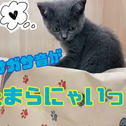 【 5/20新しいおもちゃ 】ガサガサ音がASMR！ブリちゃんの新おもちゃの巻！