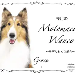 【 元町トリミング 】第十二回Motomachi Wancoモデル犬紹介！