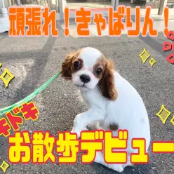 【 5/2きゃばりんのお散歩デビュー 】ドキドキのお友達にご挨拶の巻！