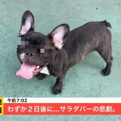 【 5/25悲劇再び 】サラダバー荒らしの犯人確保！！！の巻