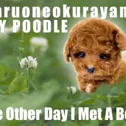 【 トイ・プードル 】穏やかな性格のレッチリプードル爆毛王子様！