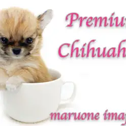 【 チワワ 】目ヂカラ最強ティーカップサイズ！初心者必見のプレミアムな女の子登場