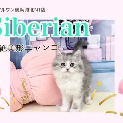 【 サイベリアン 】シルバーカラーの超絶イケにゃんサイベリアン