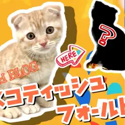 【 スコティッシュフォールド 】猫ちゃんがトレーニング！？スコの成長をご覧あれ！