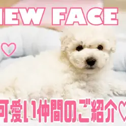 【 5/21新しい仲間のご紹介 】ホワイトトイプードルちゃんがやってきたの巻！