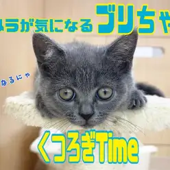 【 5/14お手々伸びーん！】ブリちゃんのくつろぎタイムの巻 ！！