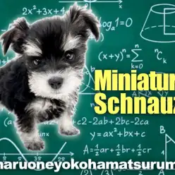 【 ミニチュアシュナウザー 】ブラック＆シルバーが超美！おトイレ成功率高め！