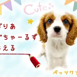 【 キャバリア・キングチャールズ・スパニエル 】ムッチリ感がたまらない癒しワンコ