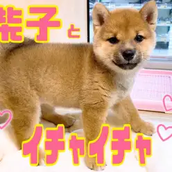 【 5/26柴子とイチャイチャ 】遊ぶの大好き柴子と柴犬マニアがイチャつくの巻！