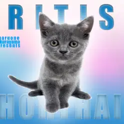 【 ブリテッシュショートヘア 】夏色ブルーの乙女が元気で可愛すぎるってばよ！