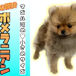 【 ポメラニアン 】生後約2か月半で762g!小さめサイズのたぬき顔ポメくん!