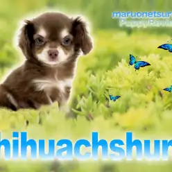 【 MIX・チワワ×カニンヘンダックスフント 】眉目秀麗！最強チワックス爆誕！